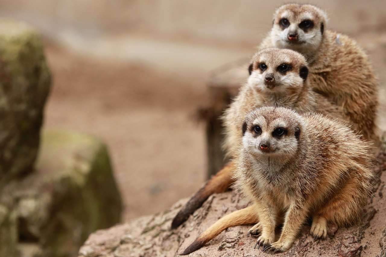 Animal Keeper-Roving Keeper, Lincoln Park Zoo - Chicago